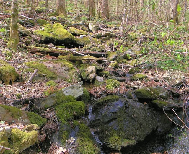 Sosebee Cove Scenic Area and Trail - Image 1