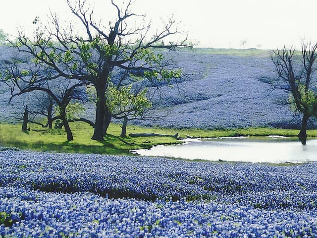 Ennis Bluebonnet Trails (an April driving route) - Image 2