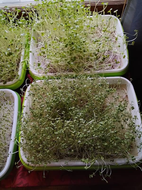 Snyder's Micro Greens and Mushrooms Farming - Image 2
