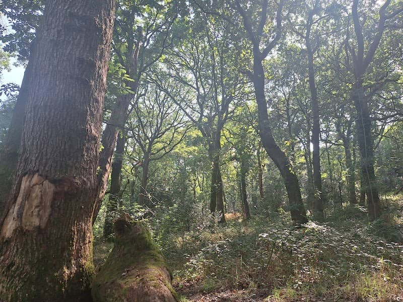 Parc Bronwydd - Image 1