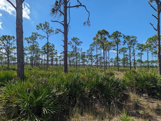 Estero River Scrub - Estero Bay Preserve State Park - Image 1