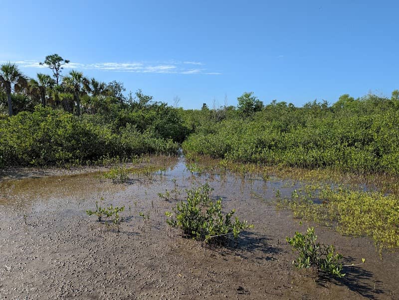 Estero River Scrub - Estero Bay Preserve State Park - Image 2