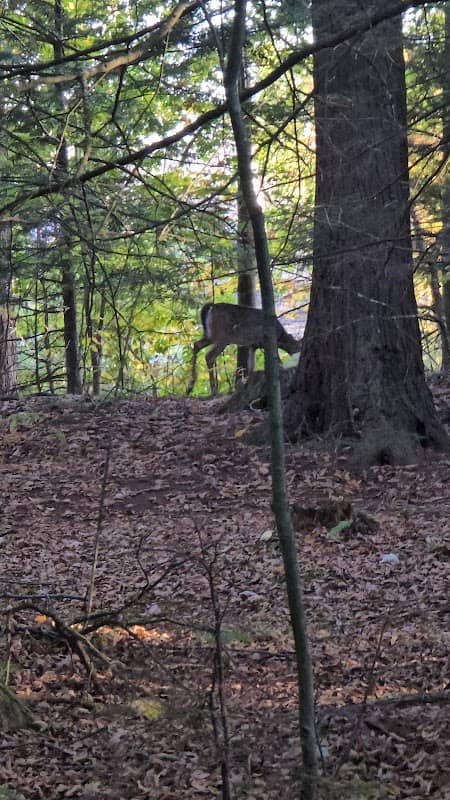 Bonney Woods Memorial - Image 1