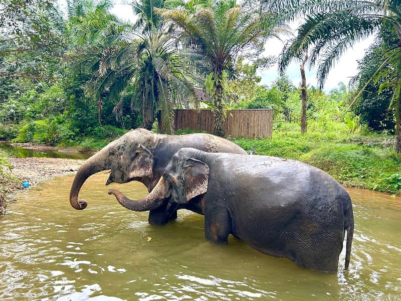 Khaolak Ethical Elephant Sanctuary (KES) - Image 1