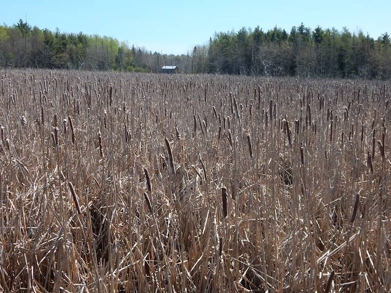 Gateway Wetlands and Conservation Area - Image 2
