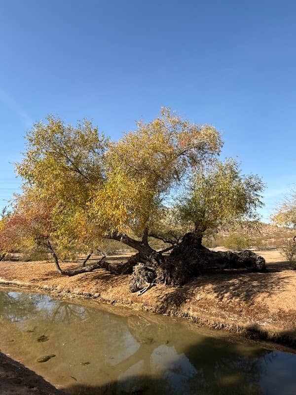 LoPiano Bosque Habitat - Image 2