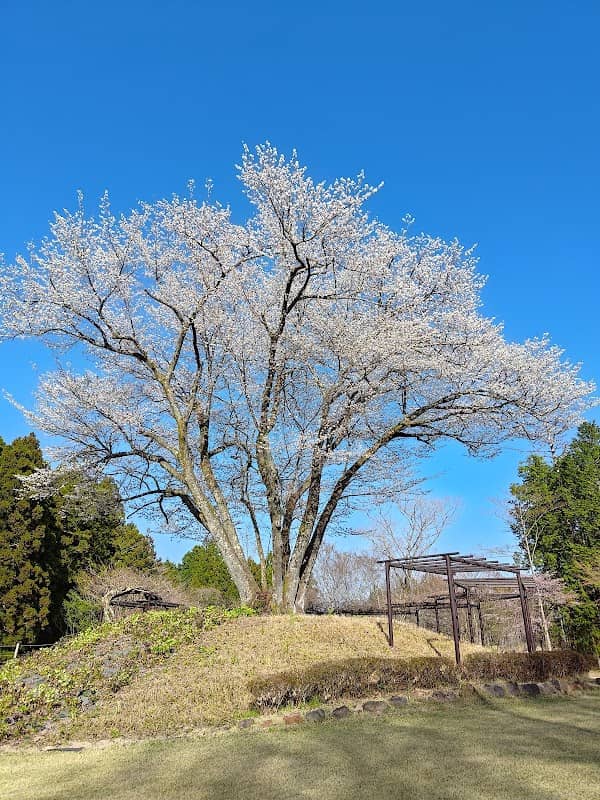 高根の大桜(大島桜) - Image 1