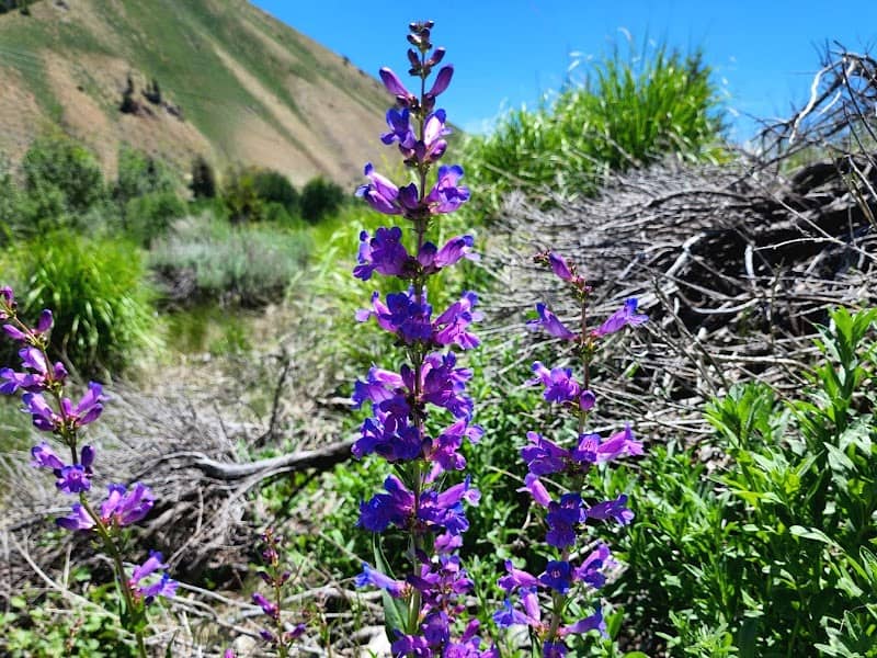 Wood River Trail Gimlet Access - Image 1