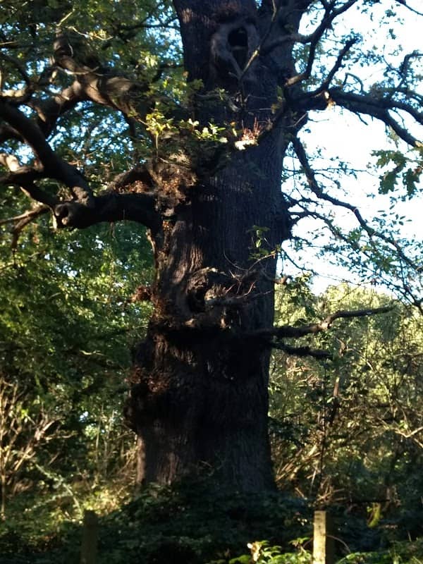 Old Knobbley - Image 1
