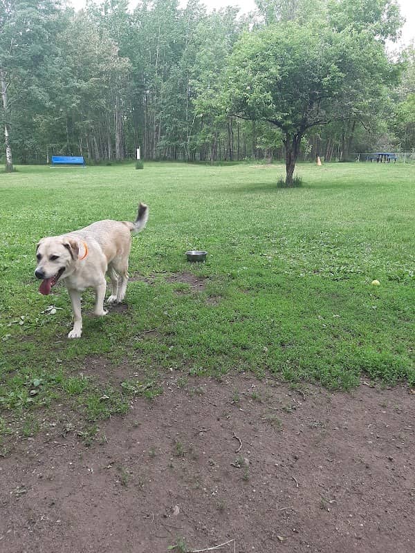 Hibbing Dog Park - Image 3