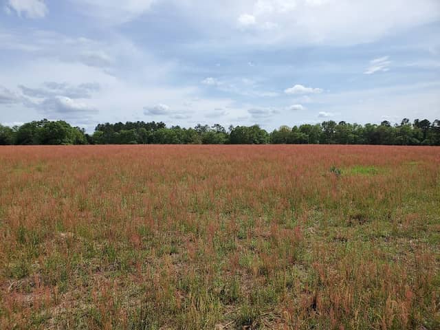 Canoochee Sandhills WMA - Image 2