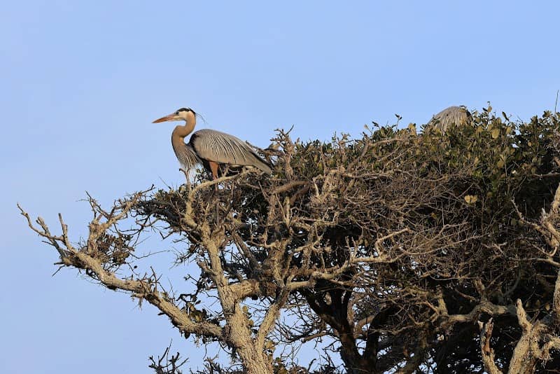 Rockport Rookery - Image 1