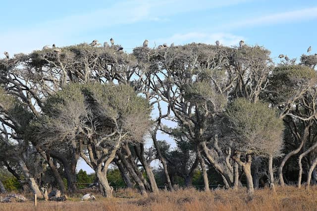 Rockport Rookery - Image 2