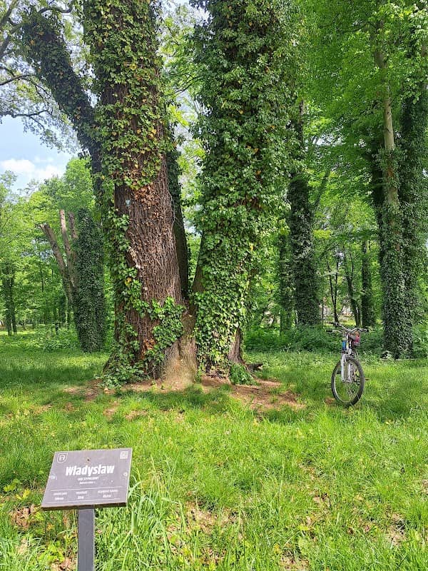 Pomnik przyrody DĄB SZYPUŁKOWY - Władysław, Park, Jarocin, Polska - Image 2