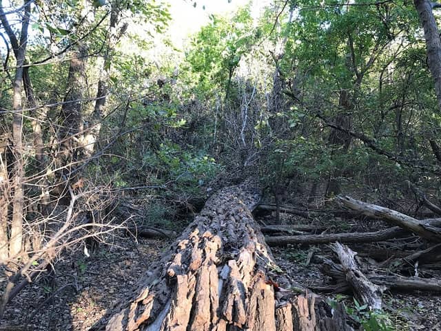 Cherry Creek Park - Image 1
