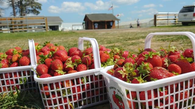 Country Creek Produce Farm/Trail of Lights - Image 2