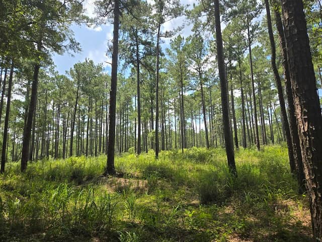 Beaver Lake Trail - Image 1