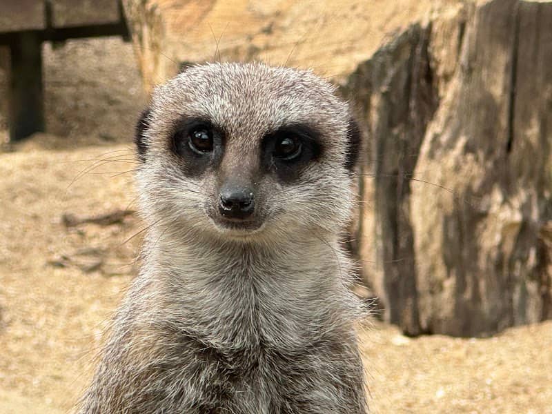 Tilgate Zoo - Image 2
