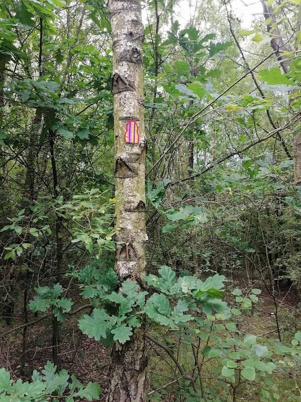 Fairy Woods - Image 1