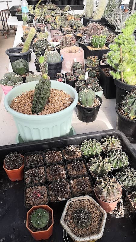 WaWa cactus(วาวา แคคตัส) - Image 1