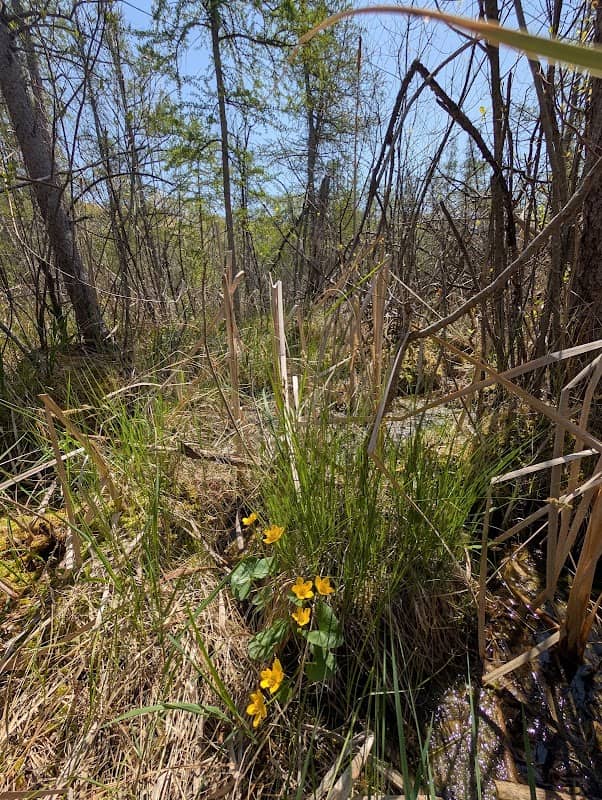 Lima Bog State Natural Area - Image 1