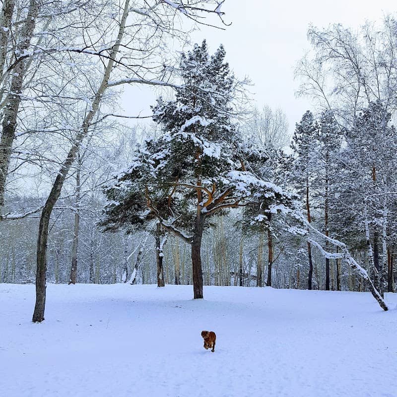 Inyushenskiy Bor - Image 1