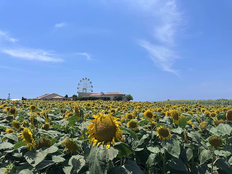 Soleil Garden - Image 1