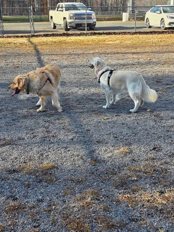 Paul.JR Designs-Dog Park - Image 1