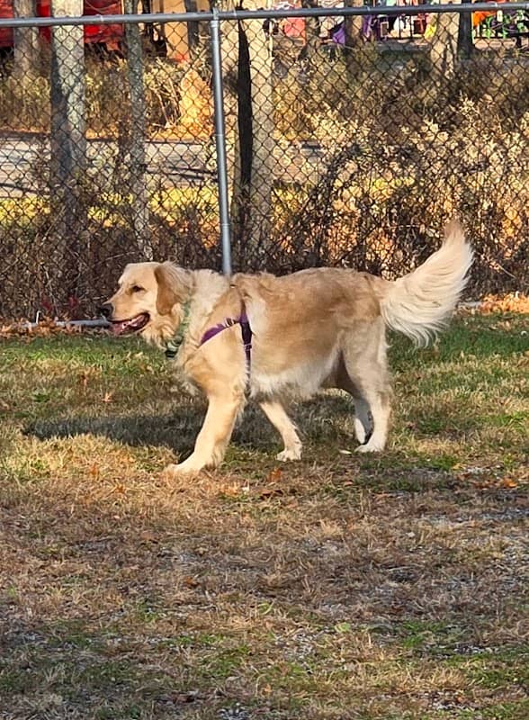 Paul.JR Designs-Dog Park - Image 2