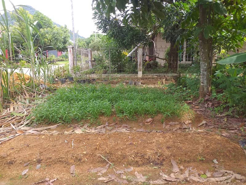 Pondok Demplot KWT LEMBAYUNG - Image 1