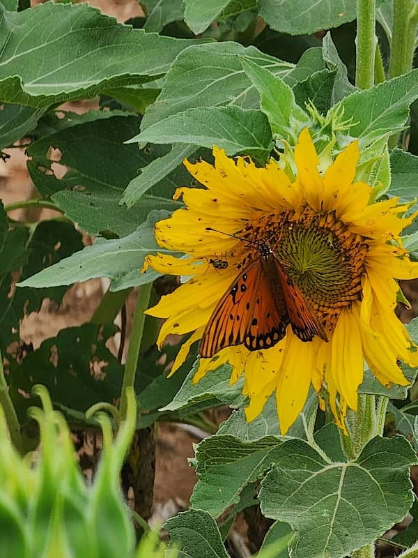 The Sunflower Experience - Image 1