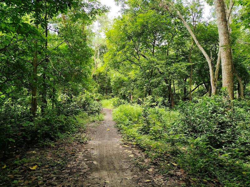 MOHANPUR FOREST - Image 1