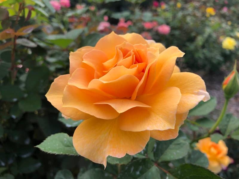 Gene Strowd Rose Garden Park - Image 2