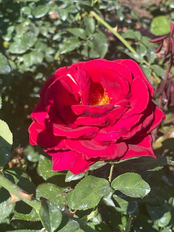 Gene Strowd Rose Garden Park - Image 3