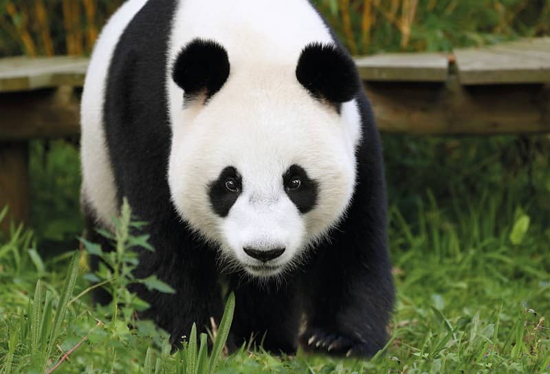 Ouwehands Zoo - Image 3