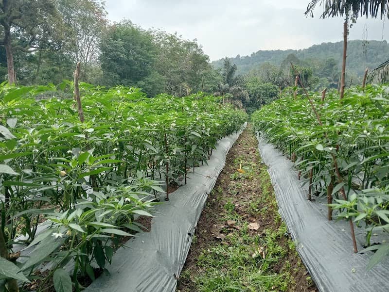 Agrotani semangat maju - Image 1