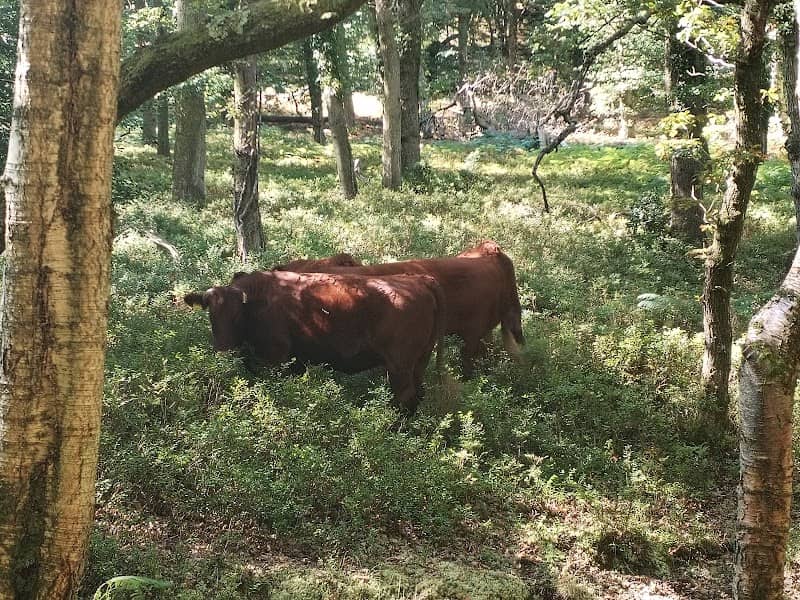 Quantock Greenway Walk - Image 2