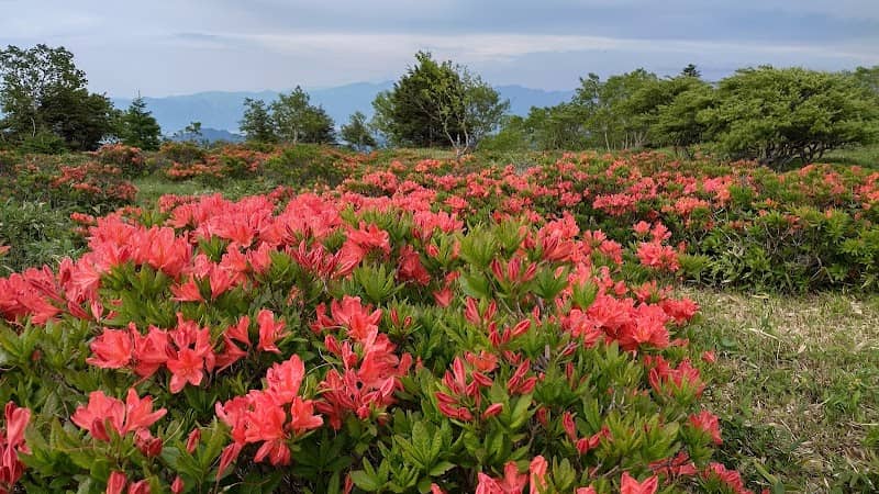 物見石山 レンゲツツジ群生地 - Image 1