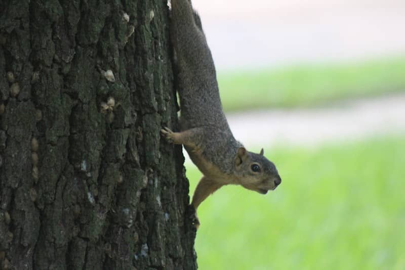 Nessler Park - Image 1