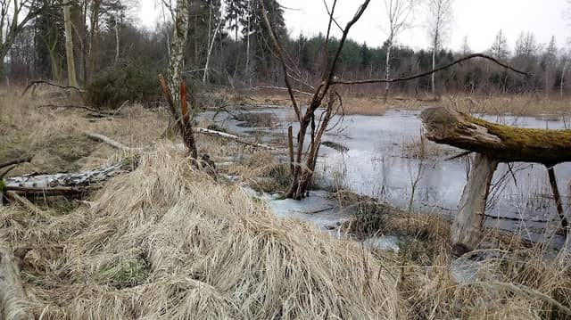 Stacja "Żabie Uroczysko" i "Bobrowa Polana - Image 1