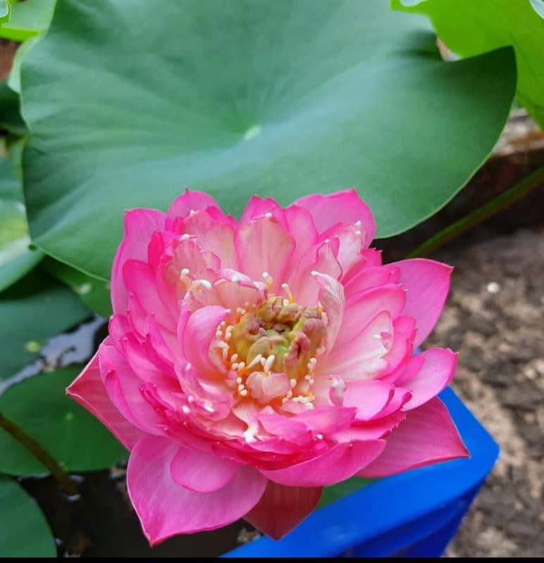 HOME AQUATICS - Image 2