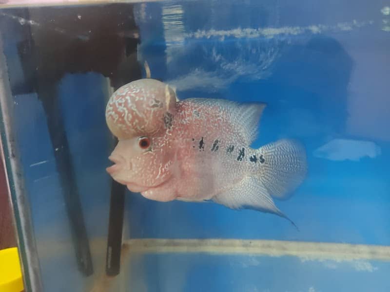 HOME AQUATICS - Image 1
