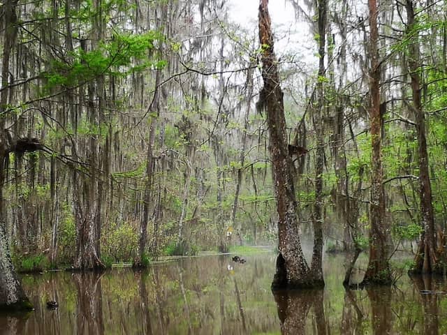 Pearl River Wildlife Management Area - Image 1