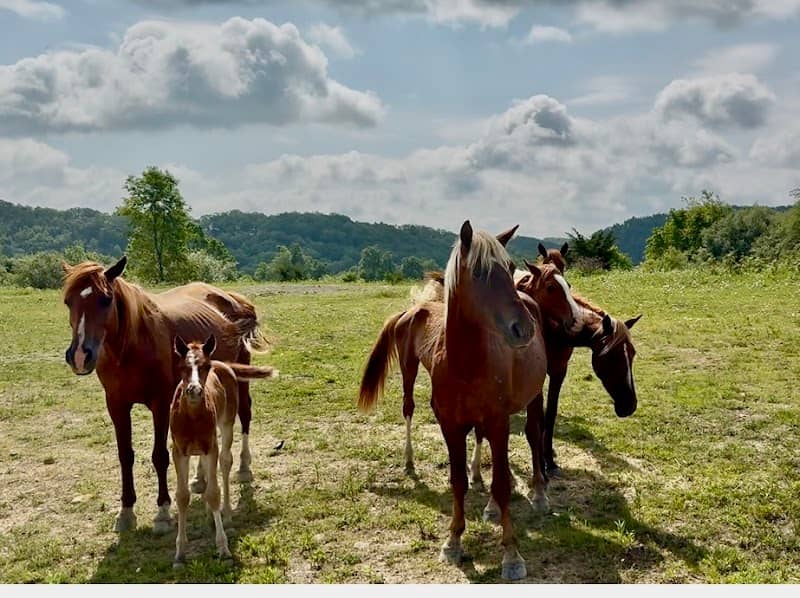 Meet the Mountain Horses of Kentucky - Image 1