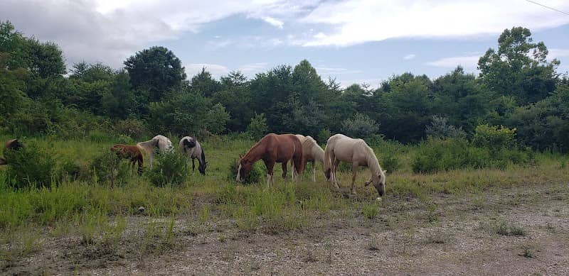 Meet the Mountain Horses of Kentucky - Image 3