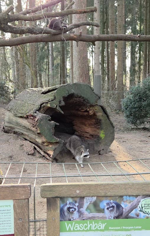 Waschbären / Raccoons - Image 1