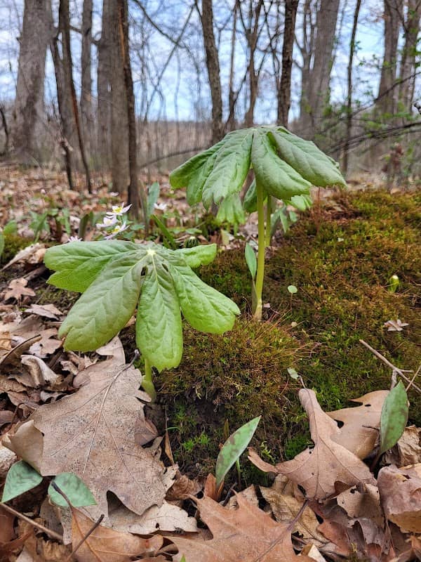 Hartley Memorial Forest Preserve - Image 2