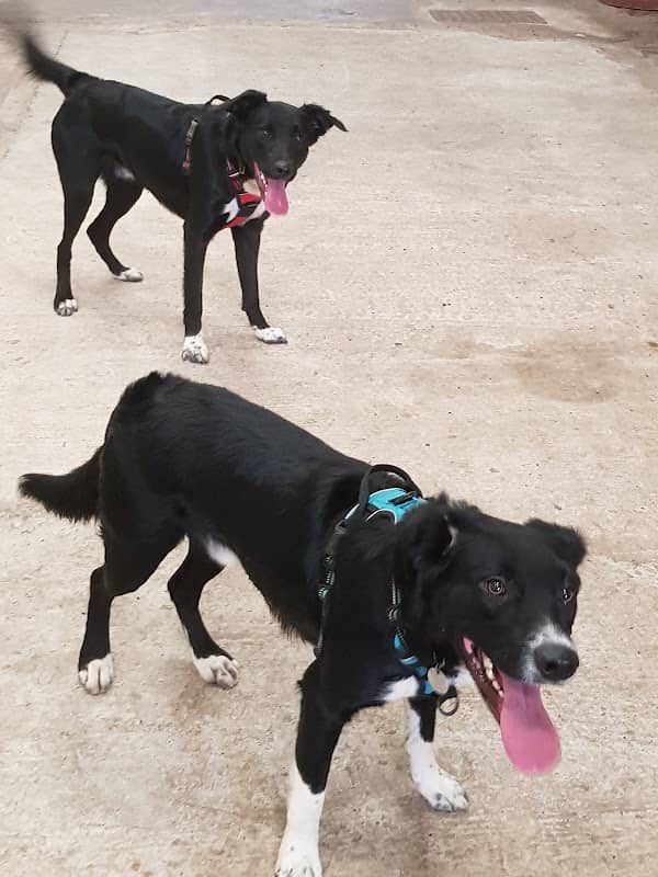 Dog Walking Field - Pawz Let Loose - Image 2