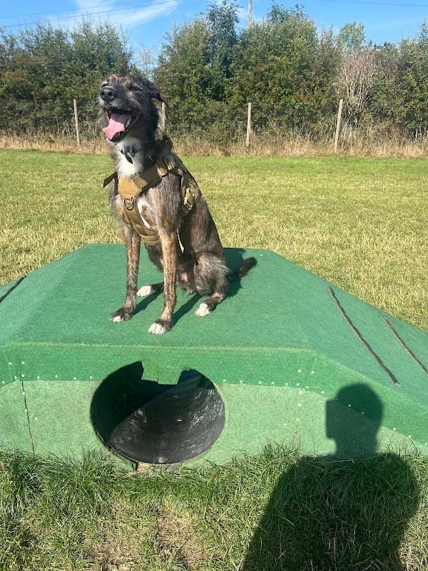 Dog Walking Field - Pawz Let Loose - Image 1