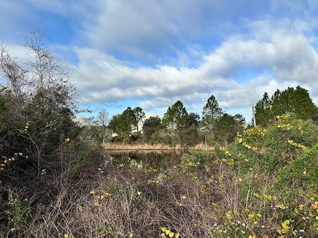 Blue Springs Trail (Debary Plantation Trailhead) - Image 1